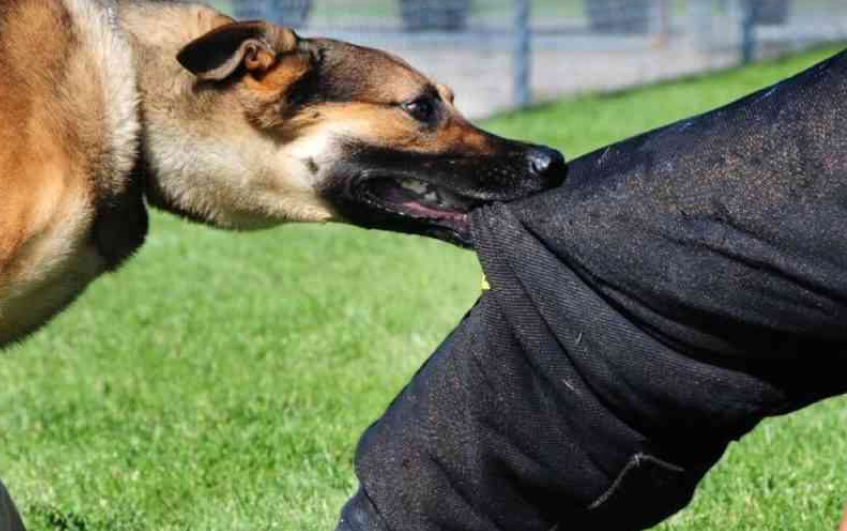 How to respond after a dog bite: Vet's steps to prevent rabies