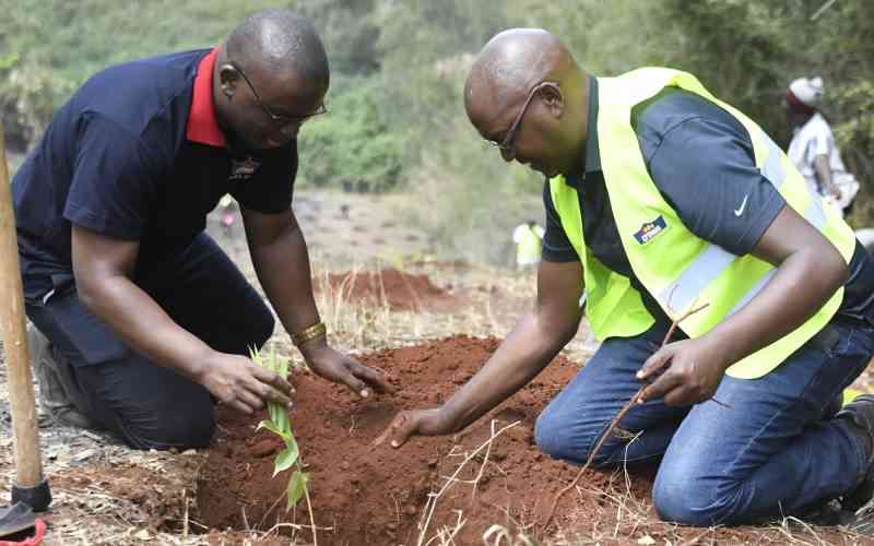Bamboo farm pilots cheaper, greener path to housing