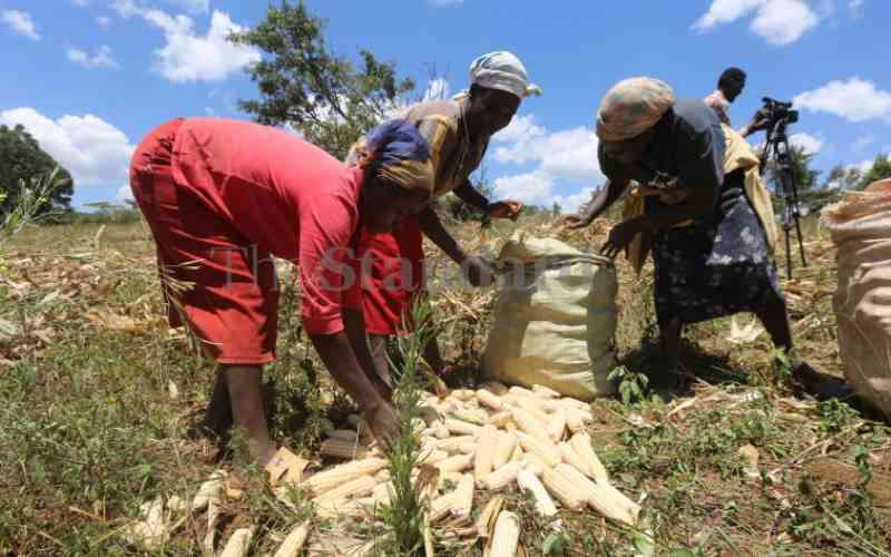 Maize farmers now ask State to allow imports as stock is depleted