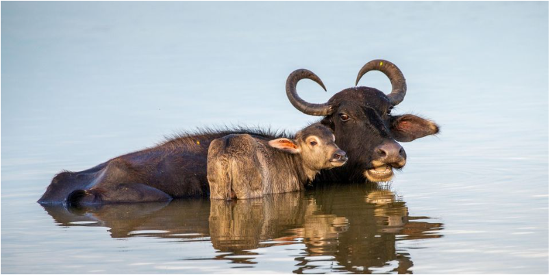 For meat and milk: Ruto proposes buffalo farming to ease shortage