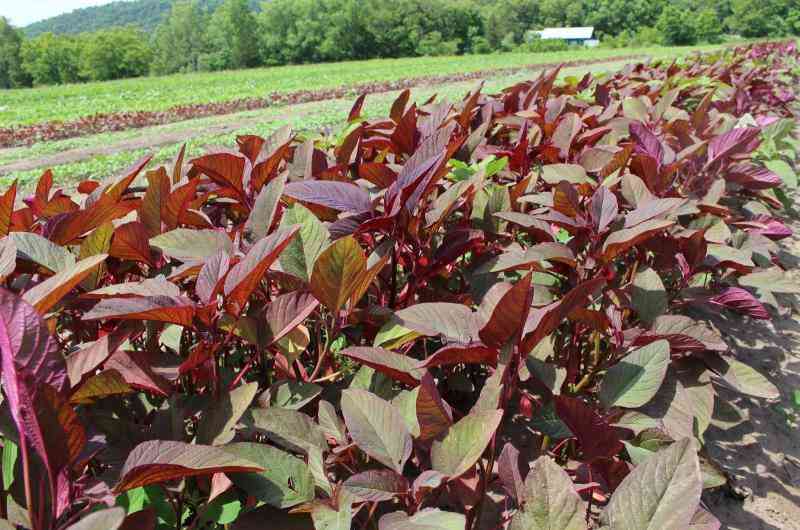 Amaranth(Terere): How to cultivate this healthy delicacy