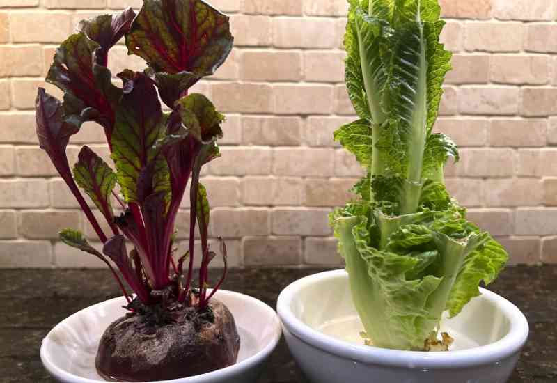 Regrow vegetables from kitchen scraps on a sunny windowsill