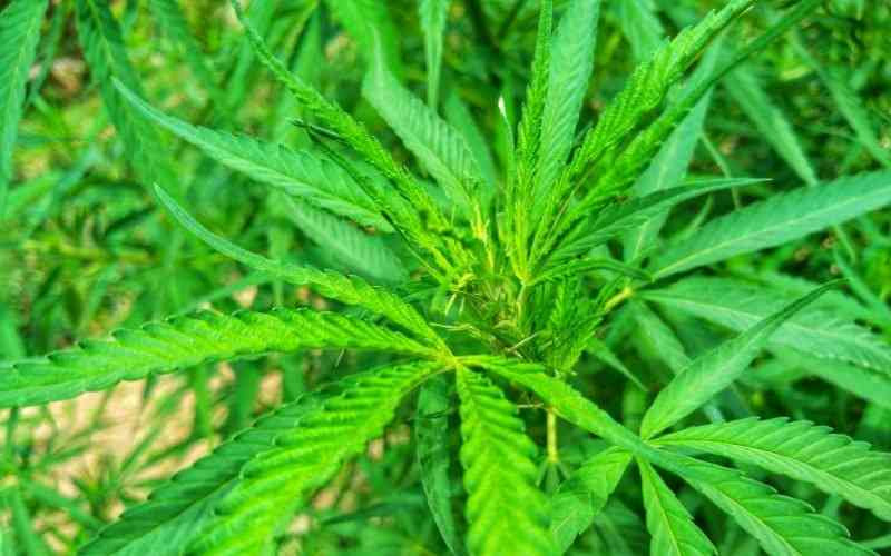 To legalize bhang or not