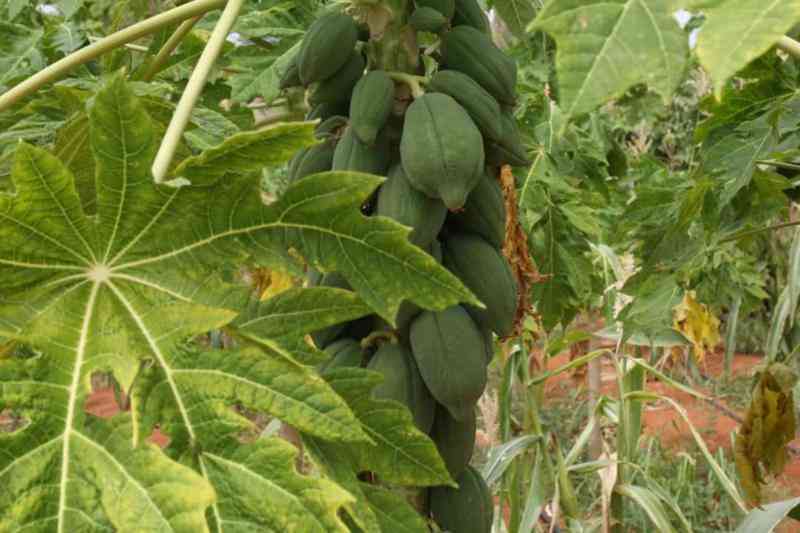 Use of wasps to fight papaya mealybug pests