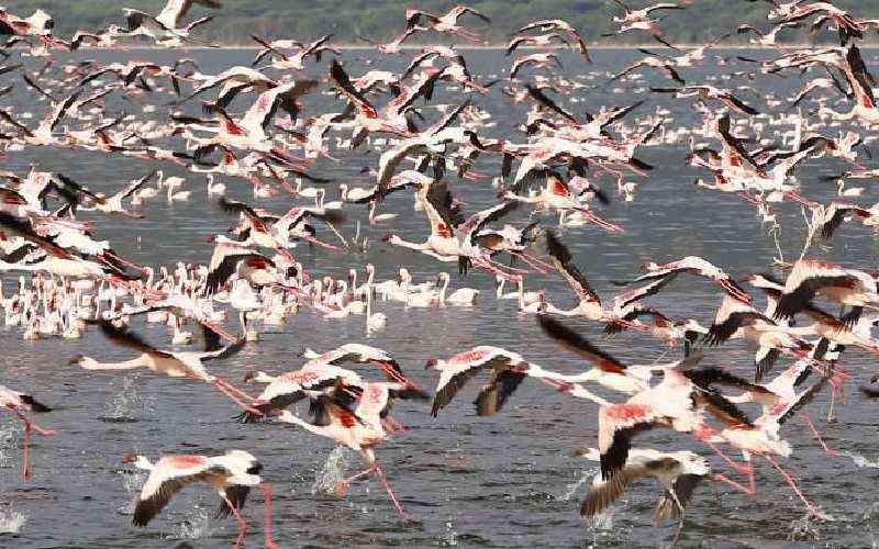 Scientists plan to restore flamingo habitats in Kenyan Soda lakes