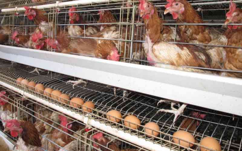 Brooding redefines local poultry farming landscape