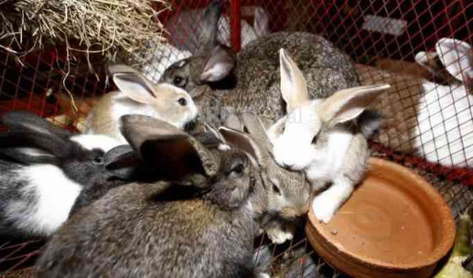 Mwangi: Training others on rabbit farming pays me well
