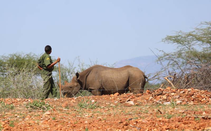 Tracking a rhino in the wild of Samburu