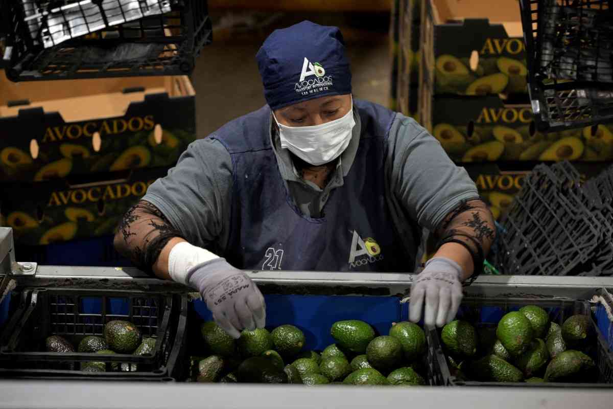 US partially resumes avocado inspections in Mexico