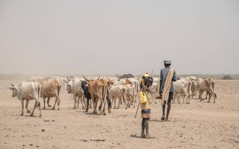 Drought devastates Turkana as pastoralists trek long distances for water and pasture