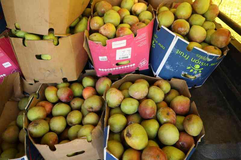 Kenya gets approval to export hot water treated mangoes to the EU market