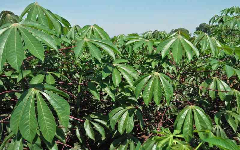 New cassava variety offers hope to farmers