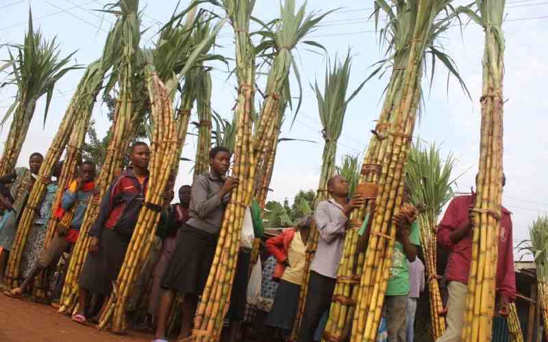 Sugarcane farmers blame woes on Agriculture and Food Authority