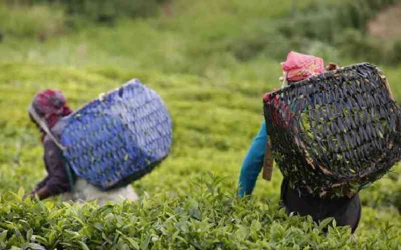 Farmers call for review of tea prices