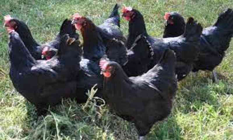 Why Luhyas are shunning black, dotted chicken