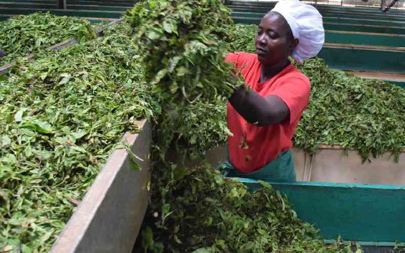 Mt Kenya tea factories yet to recruit managing agents
