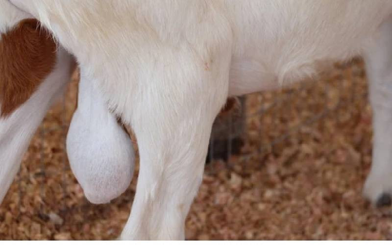 Chinese woman charged for stealing, exporting goat testicles worth Sh6m