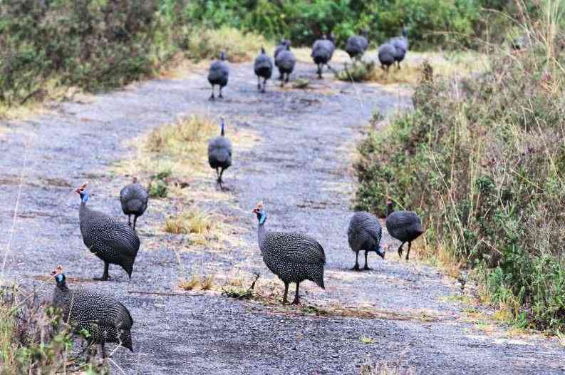 Study: Like humans, Guinea Fowls feel the strain of leadership