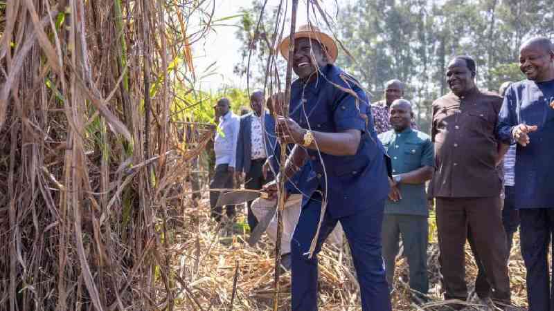 Mumias factory plans to layoff over 500 cane loaders