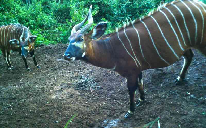 Conservationists step up efforts to protect endangered Mountain Bongo