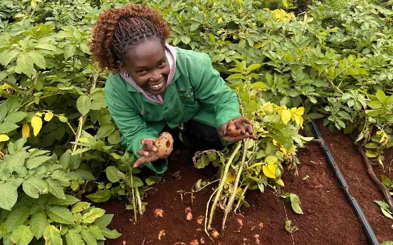 How Kenyan scientists are fighting potato disease with biotechnology