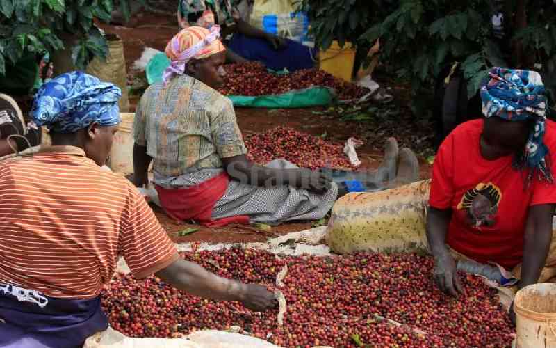 Coffee farmers in frantic bid to save cooperative from auction