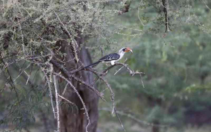 Communities guard rare birds while boosting tourism in Kitui