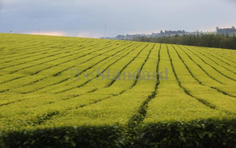 Scotland court freezes tea workers' case against James Finlay