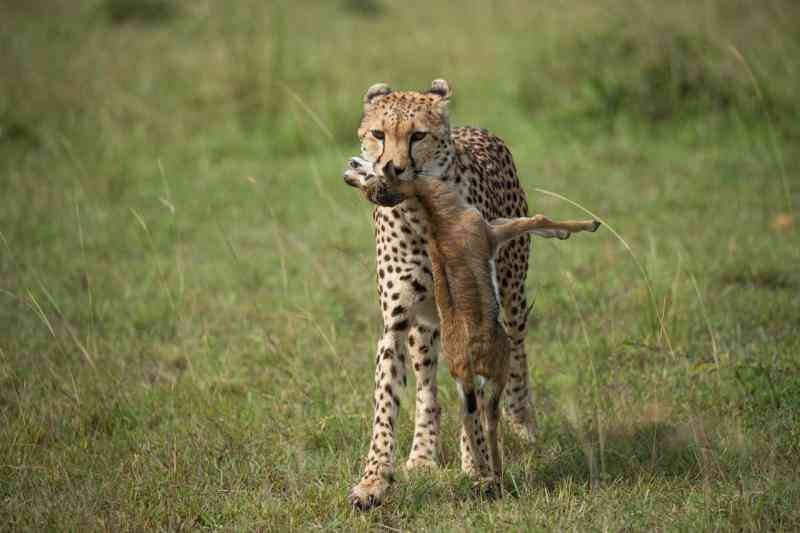 Famous cheetah dies in Maasai Mara