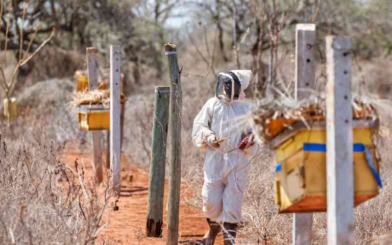 How bees are helping tackle elephant-human conflict in Tsavo