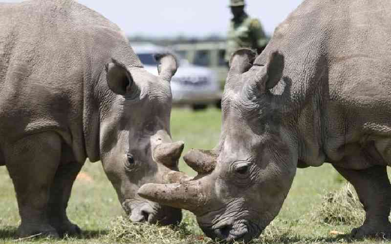 Cutting-edge innovation saving endangered rhinos from poachers