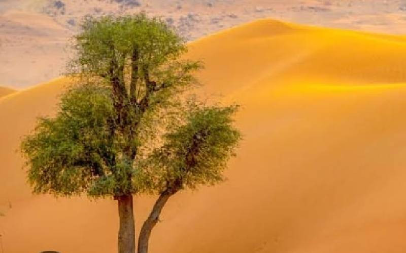 UAE gifts Africa 51 drought-tolerant trees