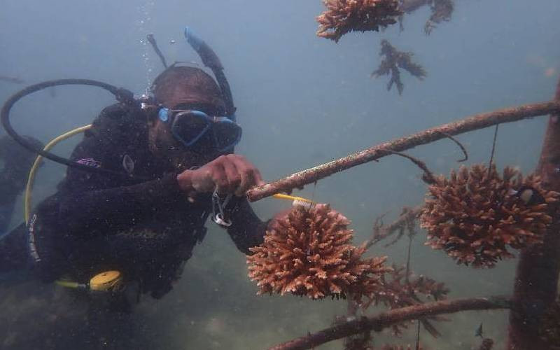 King Charles III coral in Kilifi thrives three years later