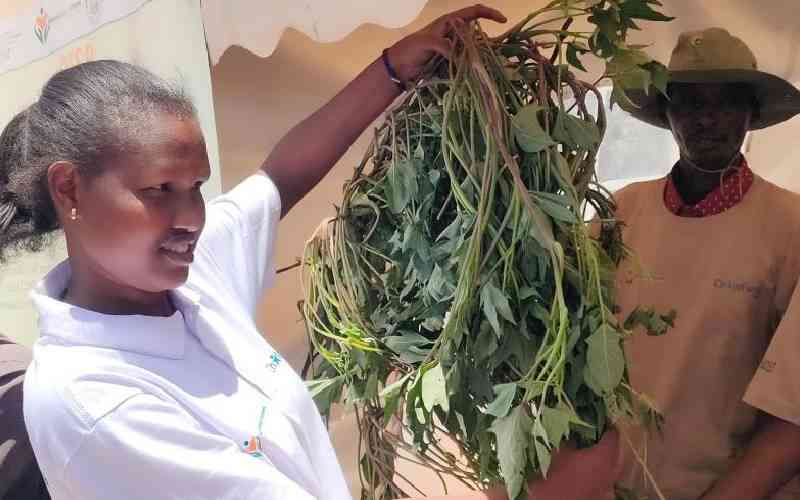 Sweet potatoes to combat malnutrition in Samburu