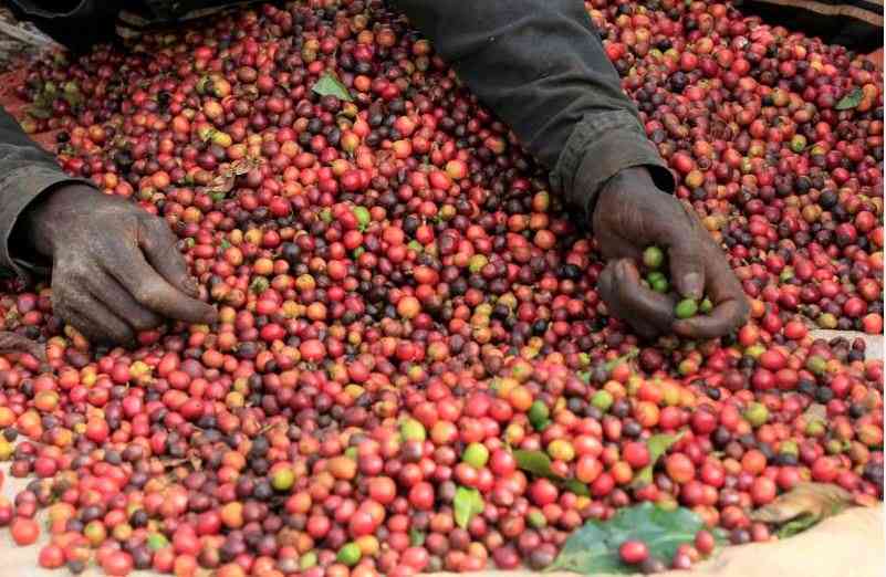 Kenya coffee market earns Sh1.87 billion on strong auction sales
