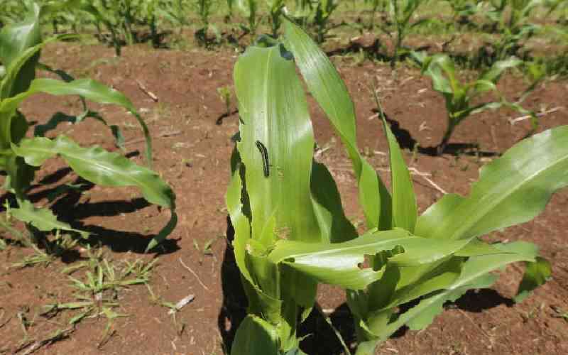 New pest management trials offer hope against fall armyworm in Bungoma
