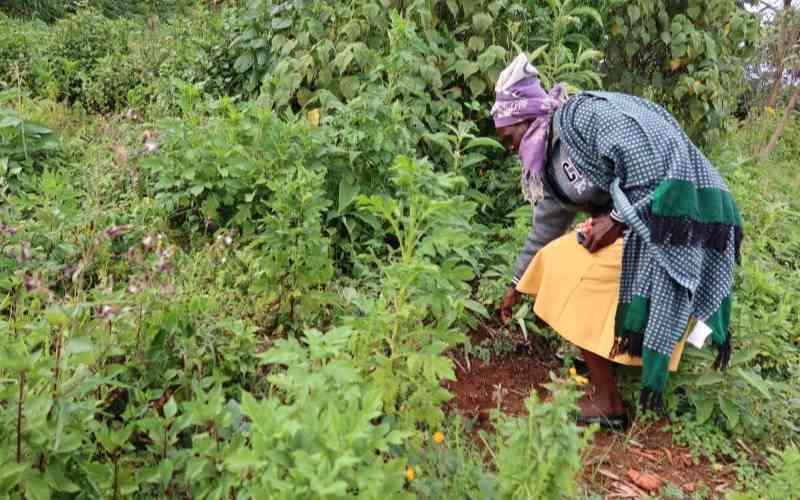 Kenya in race to join India and China in adoption of traditional medicine