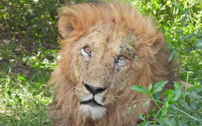 Uncertainty over fate of Mara's iconic lion Orkitok as KWS remains silent