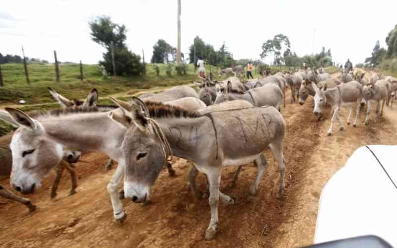 30 donkeys rescued from suspected slaughterhouse in Juja
