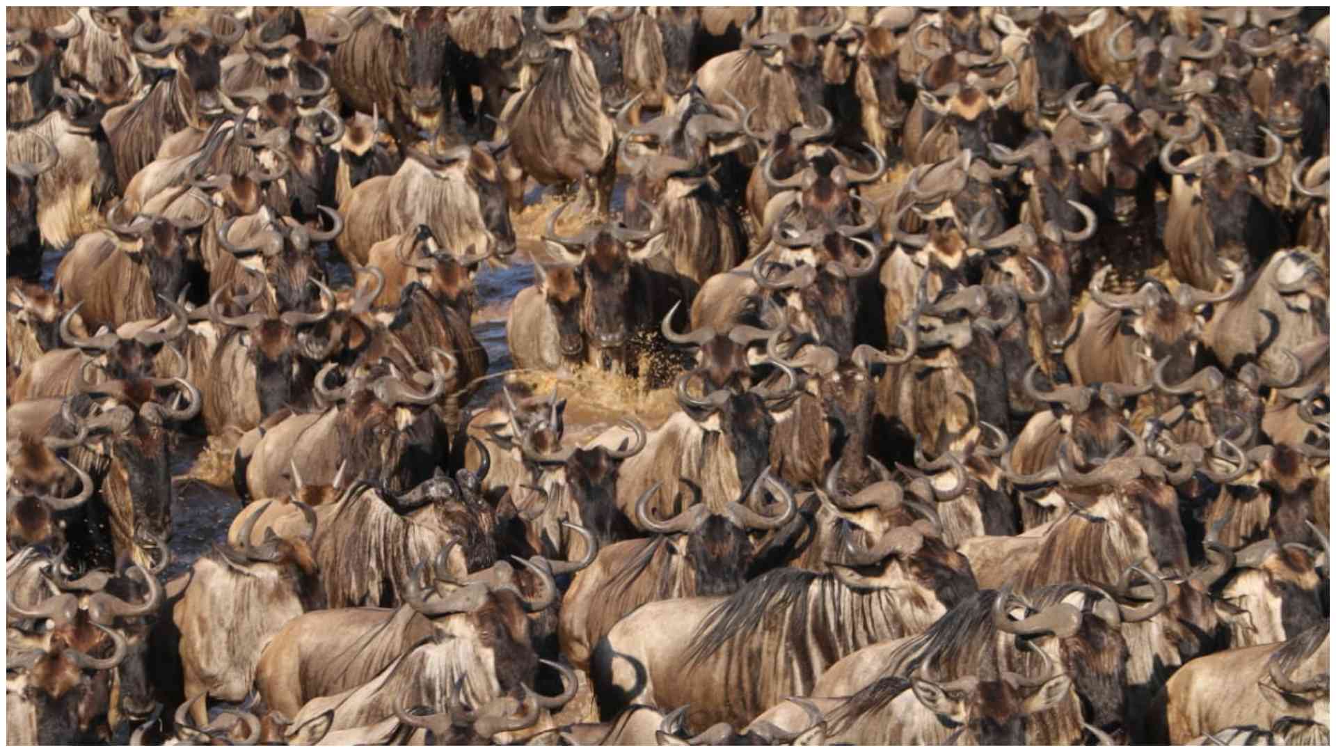 Maasai Mara under siege: Court case challenges illegal tourism developments