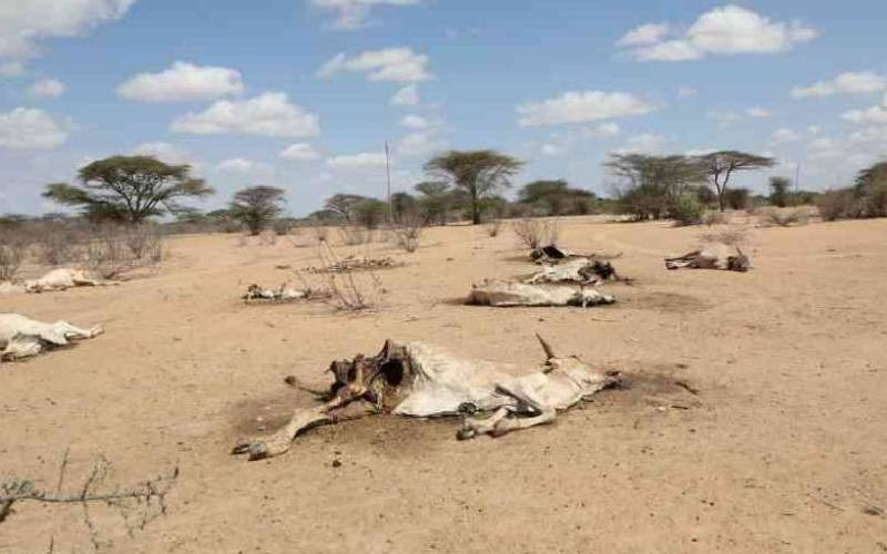 Recurring dry spells expose northern Kenya to insecurity