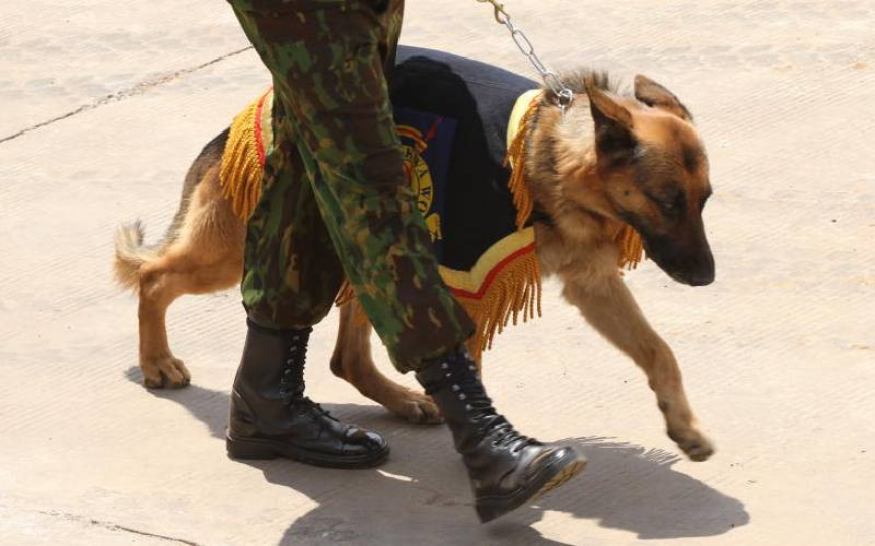 Residents want man who rescued lost police dog feted by State