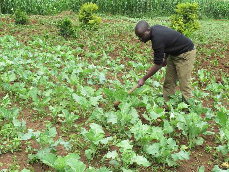 AfDB sets aside Sh2.9b to support youth in agribiz