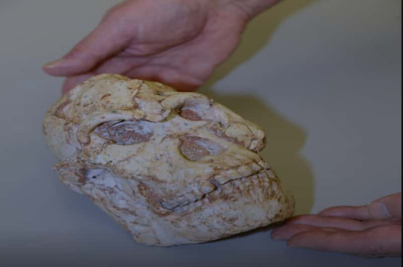 Scientists urged to lead human origins research
