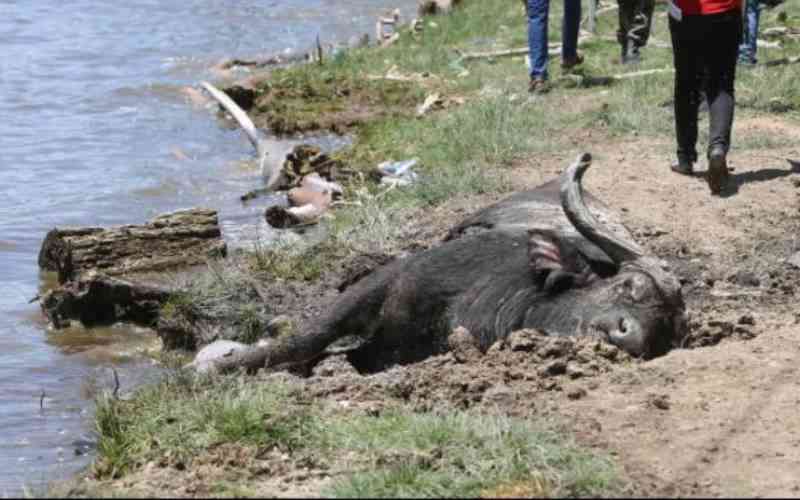 Nakuru wastewater crisis chokes lake ecosystem