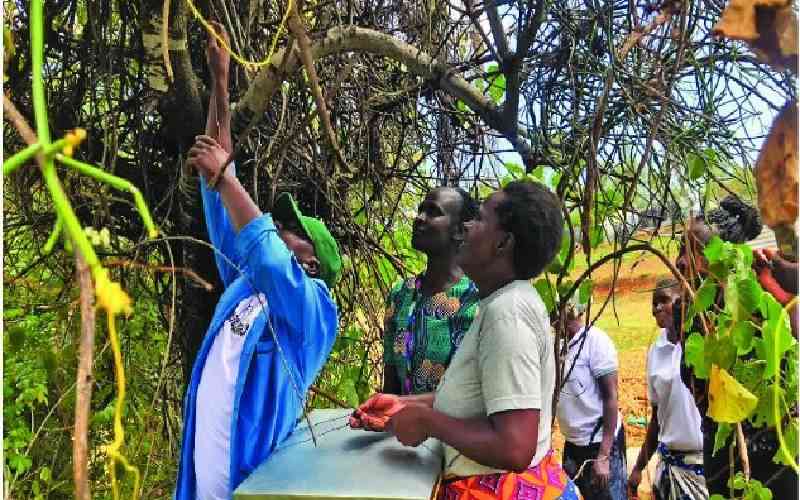Givans Odawa: Agronomist turning bees into money making machine