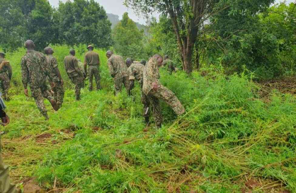 Yeah man, let's legalize the holy herb, and just don't criticise it