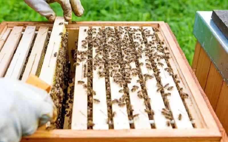 Getting started in beekeeping