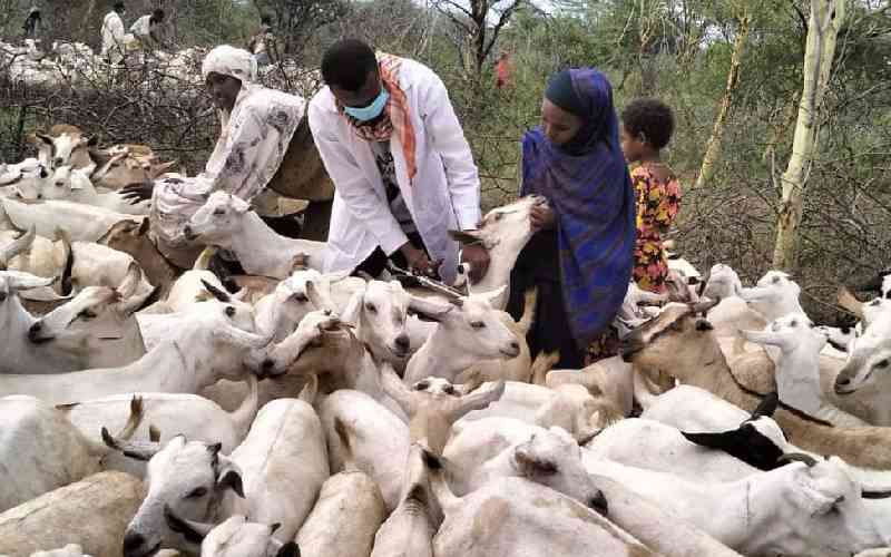 Mandera County targets 392,000 livestock in annual mass vaccination drive