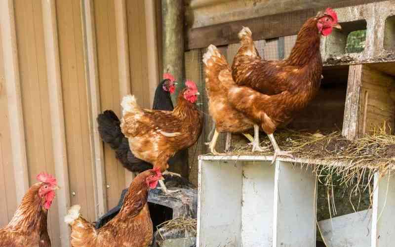 Why you should control beetles in your poultry farm